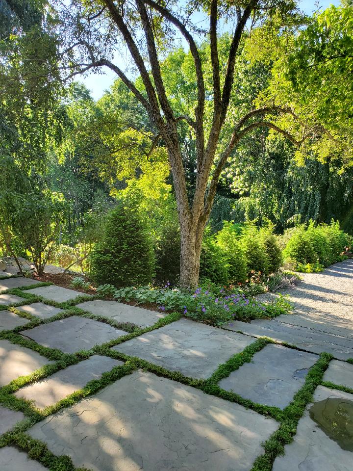 photo of antique bluestone pavers, laid out in front of a lone tree, which is surrounded by purple flowers